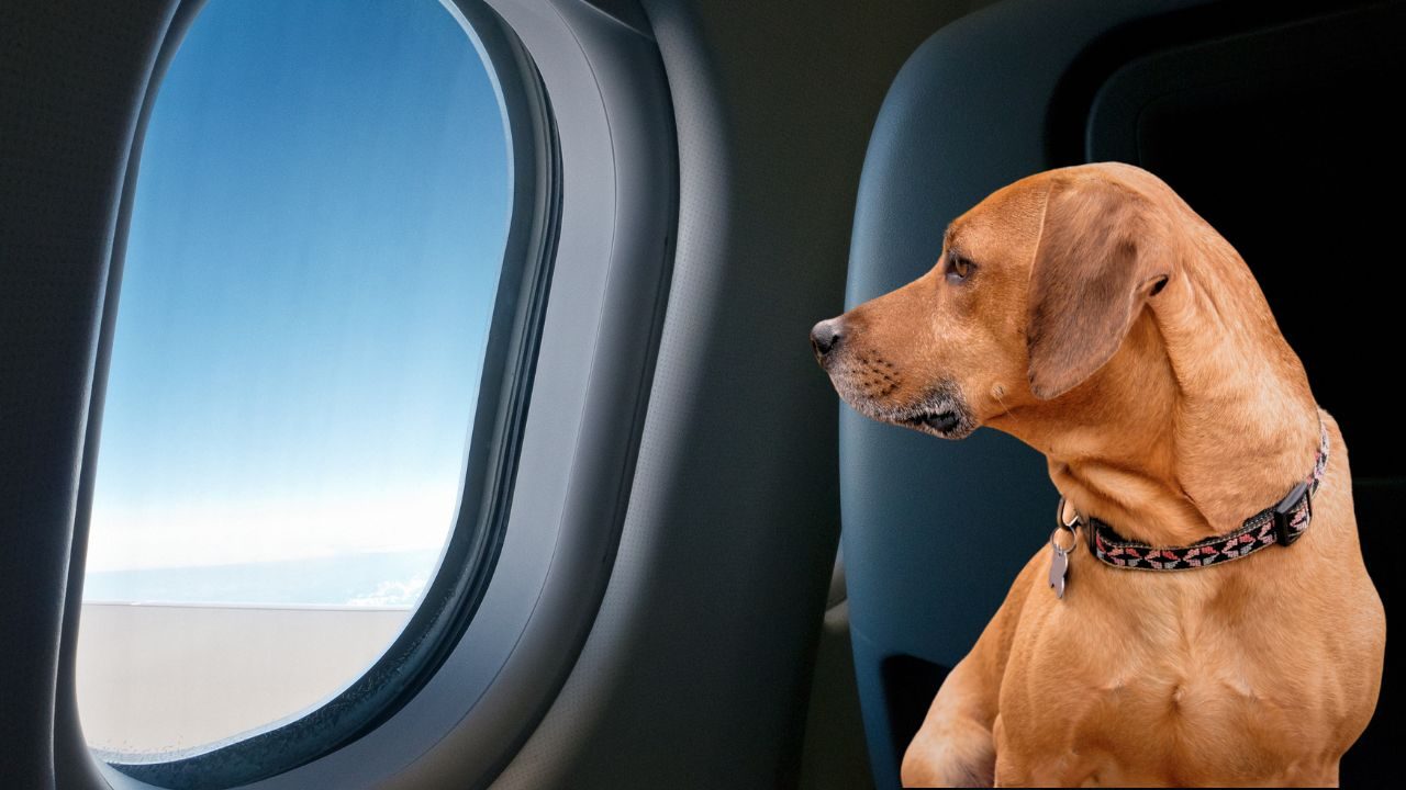 Come portare il cane in aereo