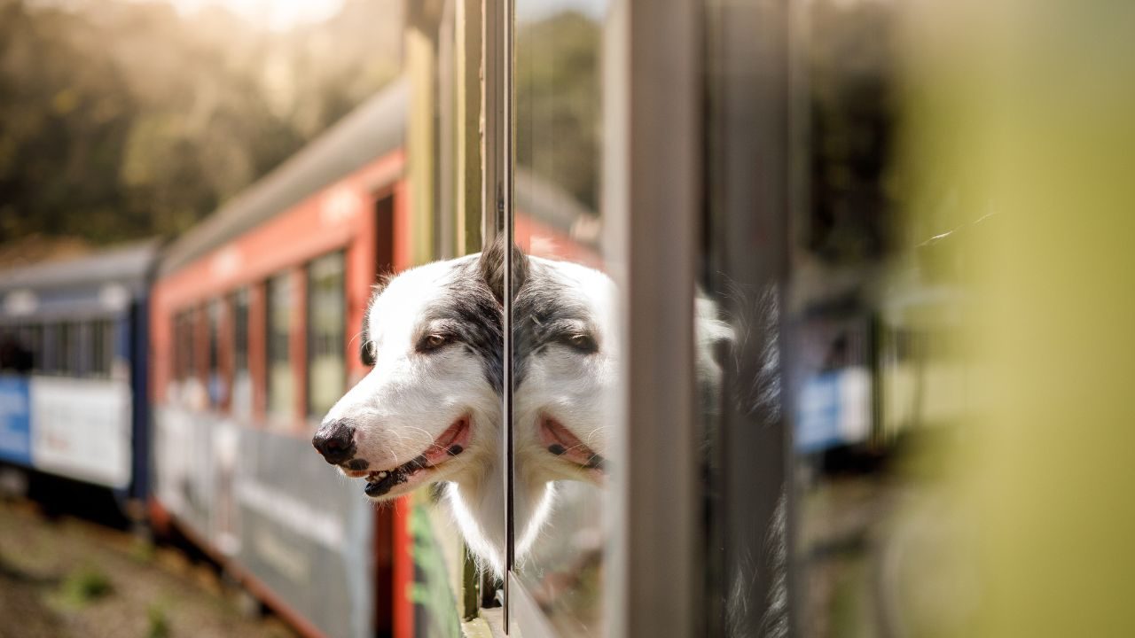 portare il cane in treno